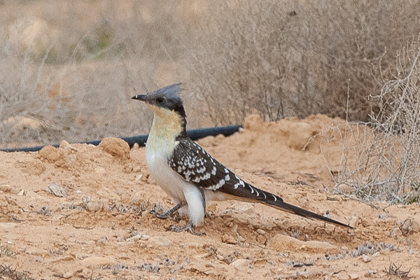 Häherkuckuck