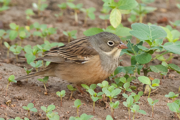 Ortolan