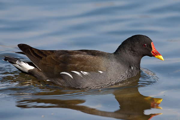 Teichhuhn