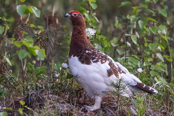 Moorschneehuhn