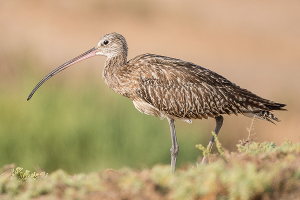 Grosser Brachvogel