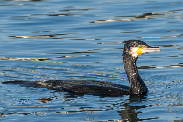 Kormoran