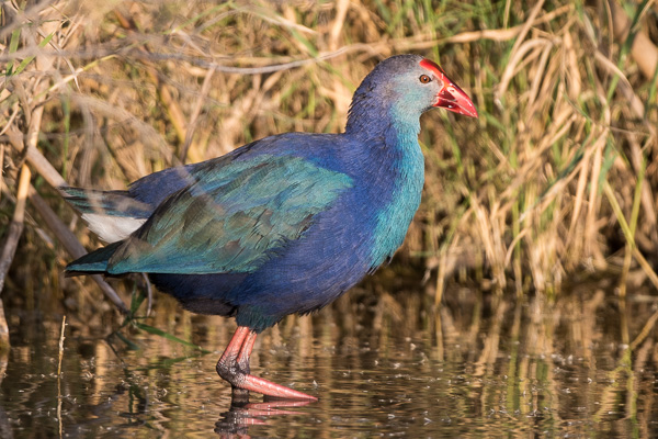 Graukopf-Purpurhuhn