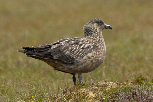 Skua