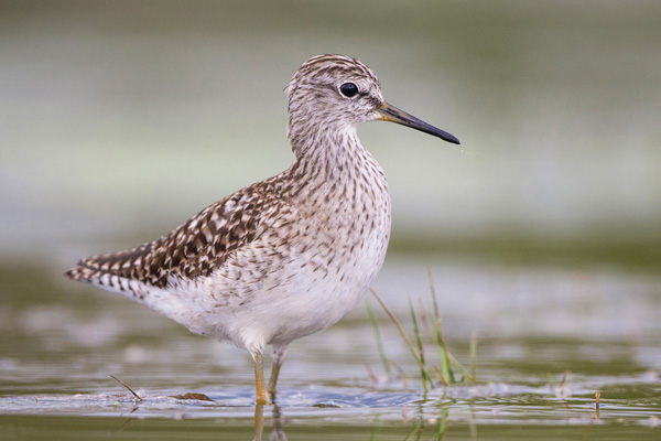 Bruchwasserläufer