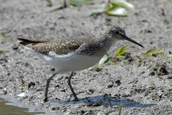 Waldwasserläufer