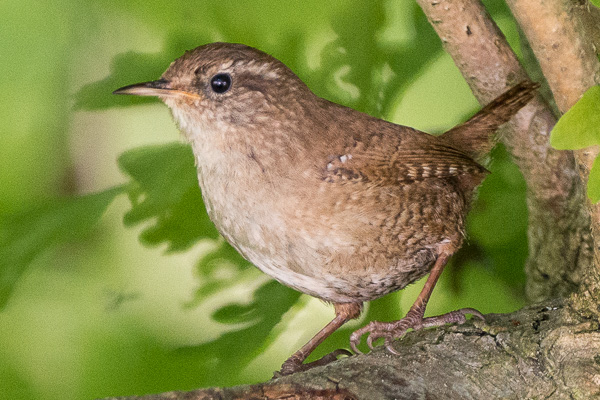 Zaunkönig