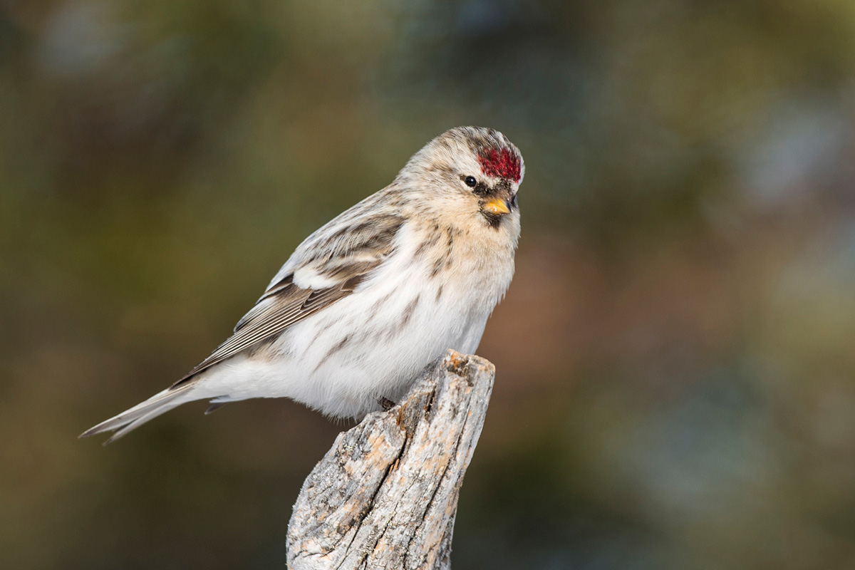 Redpoll