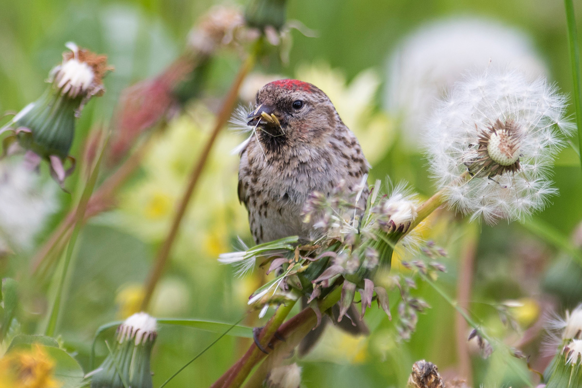 Redpoll