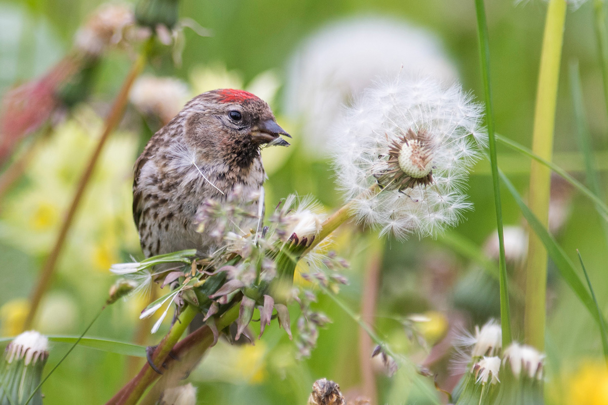 Redpoll