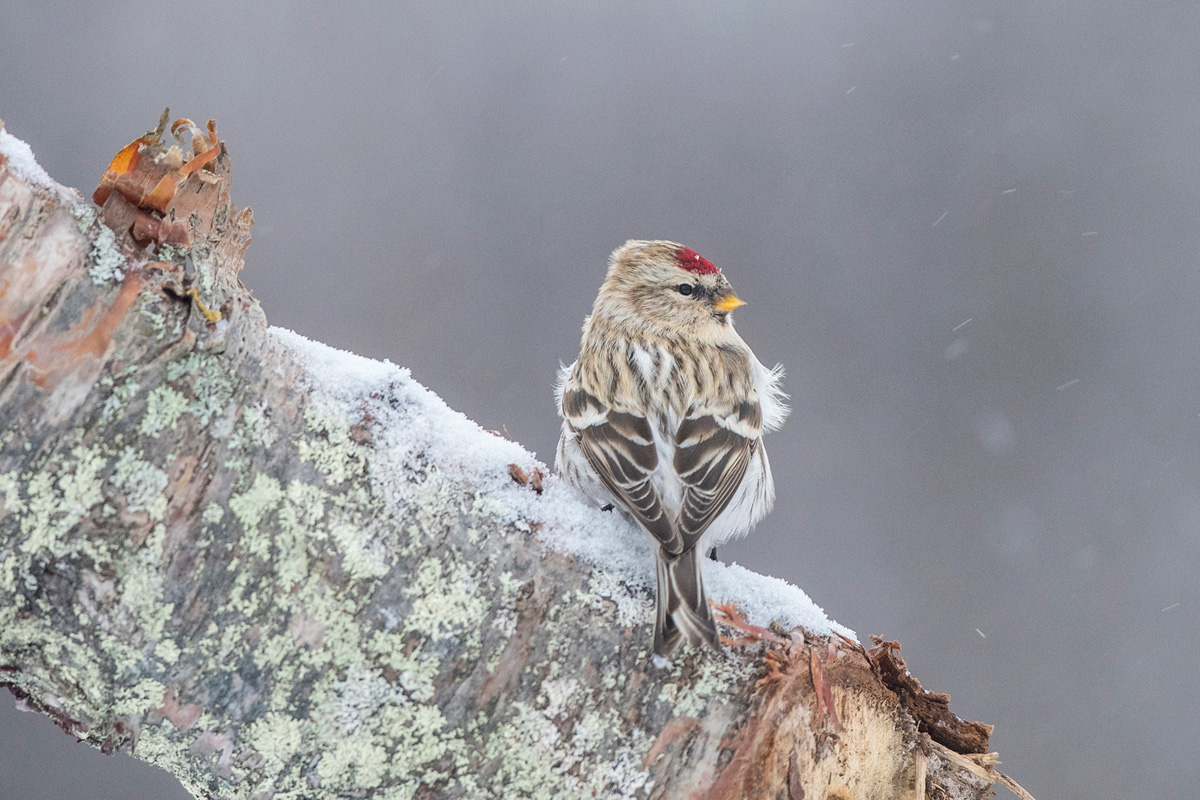 Redpoll