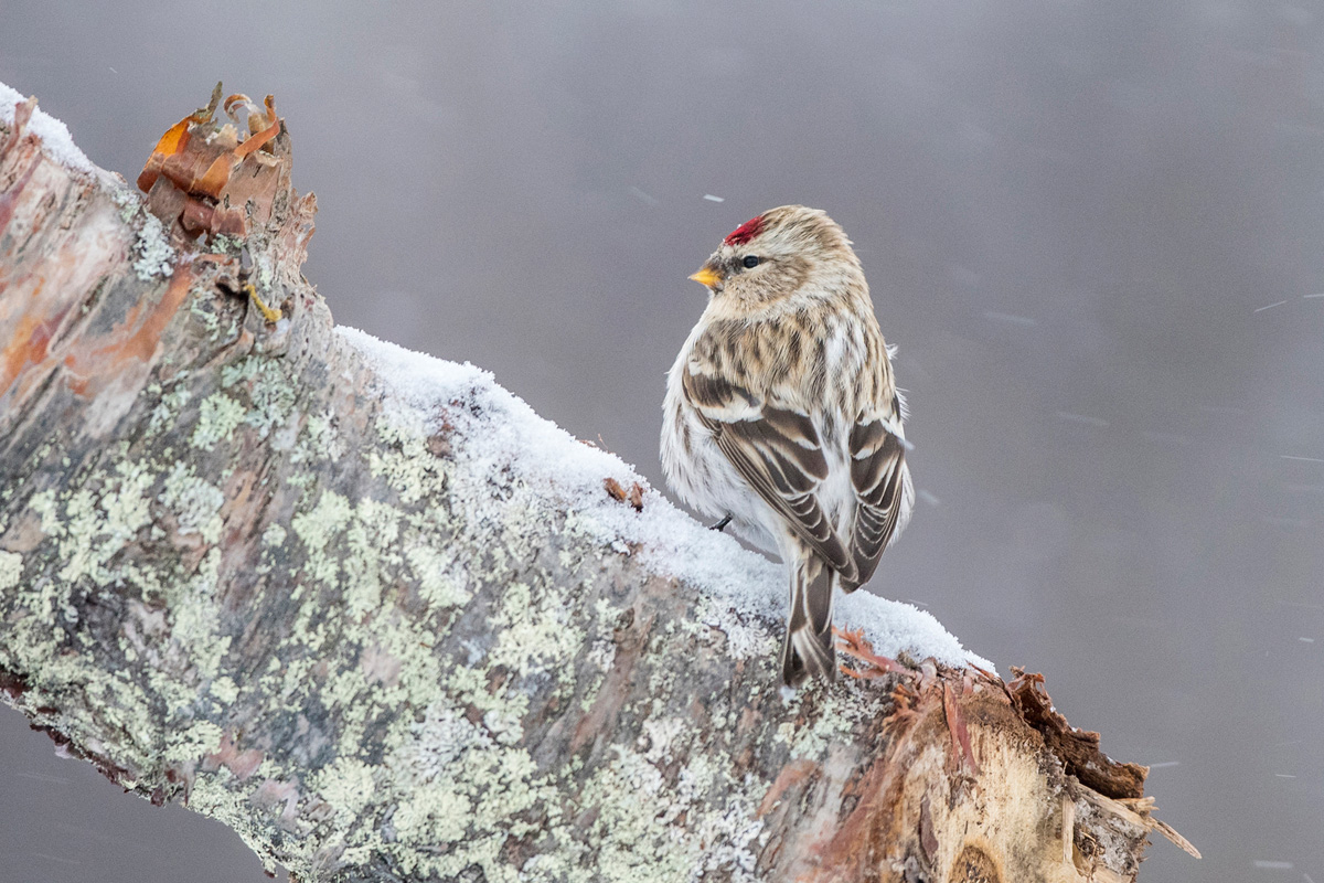 Redpoll