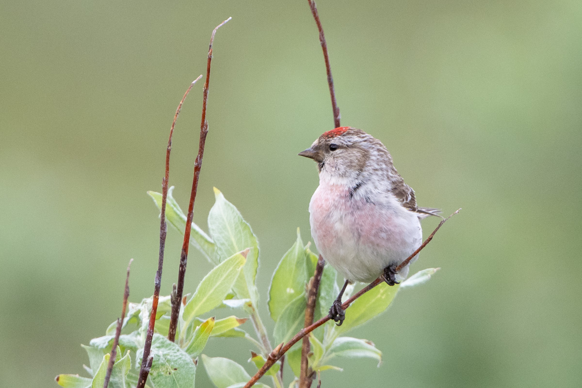 Redpoll