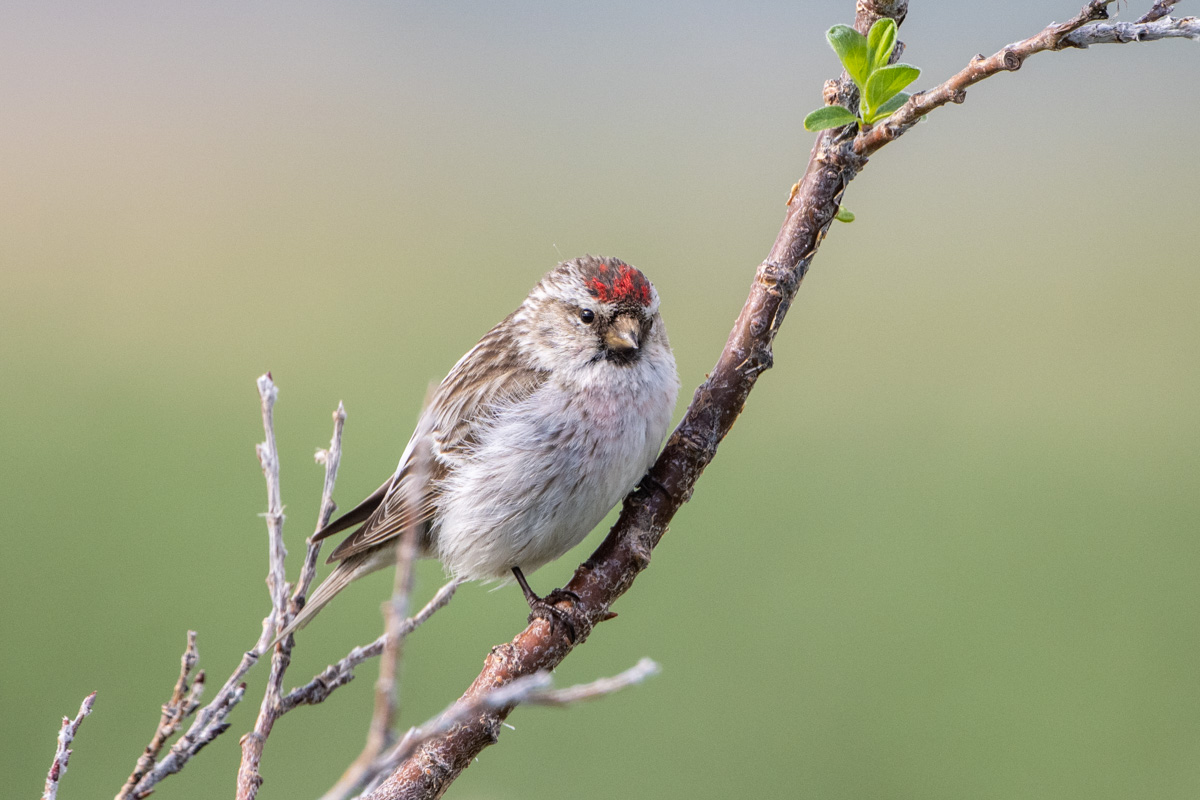 Redpoll