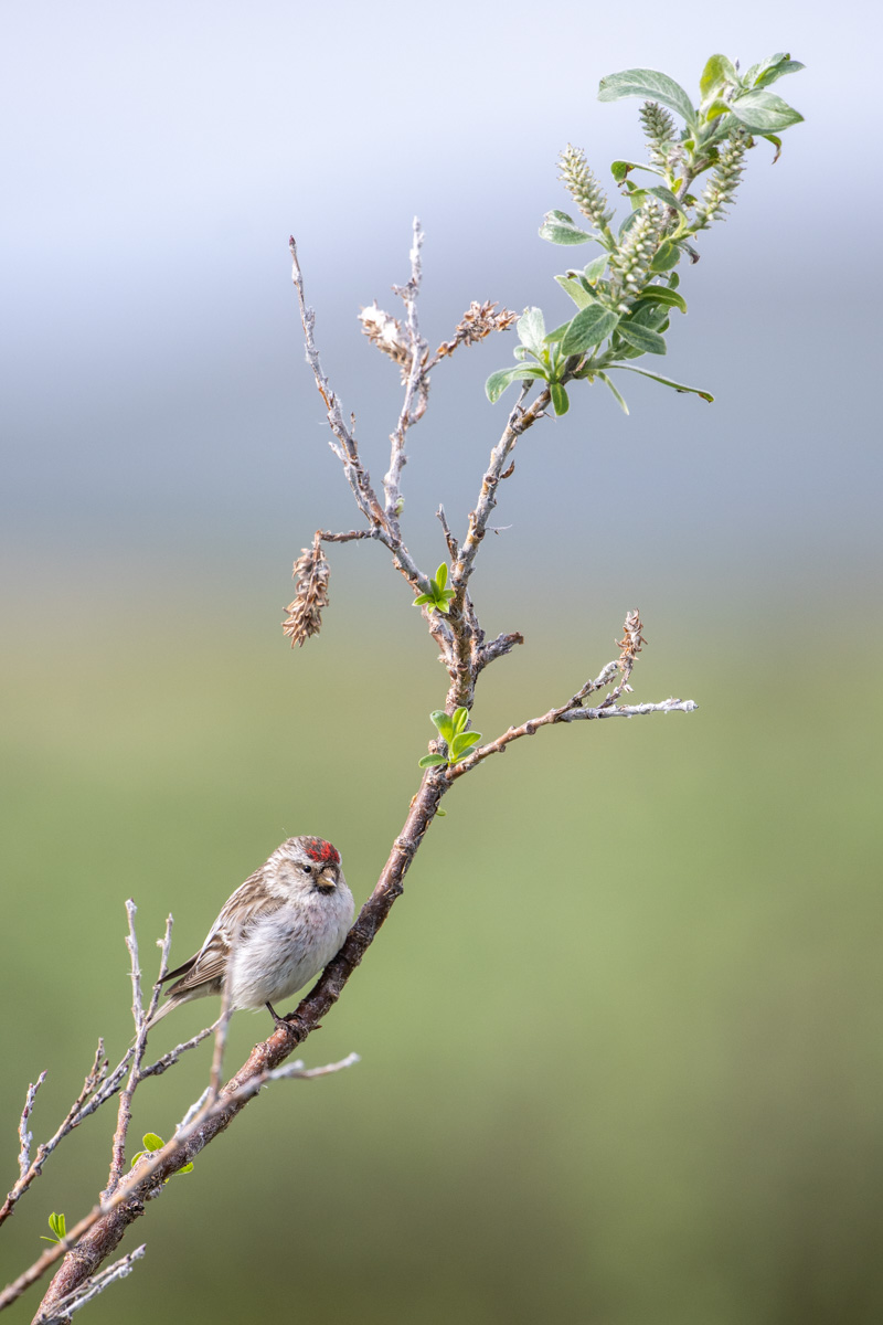 Redpoll