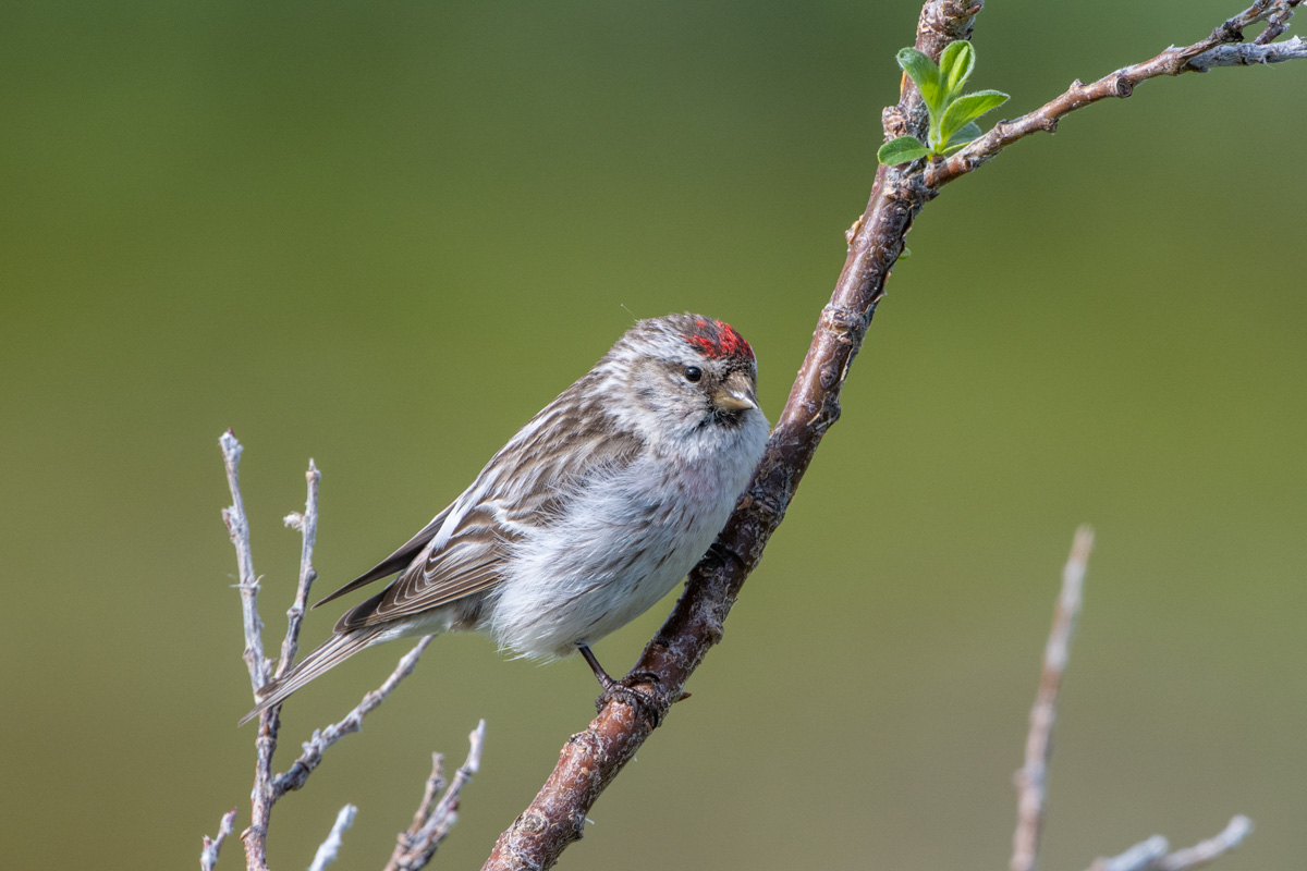 Redpoll