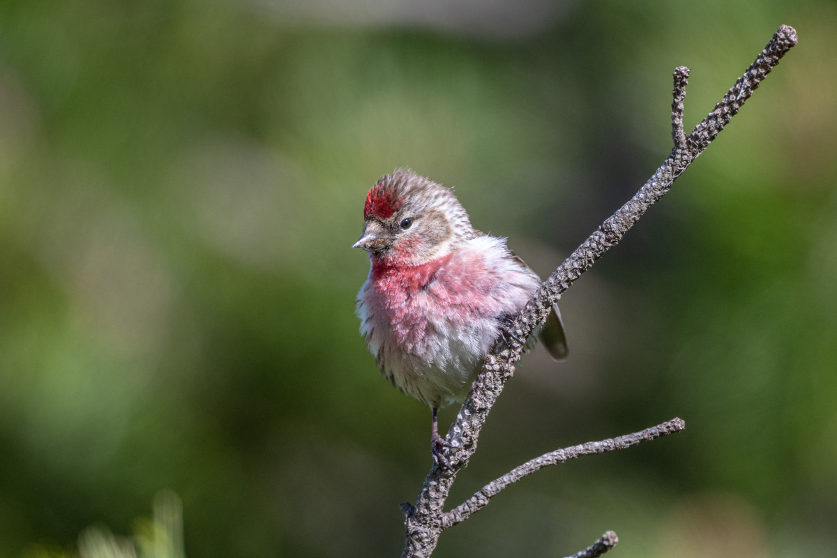 Redpoll