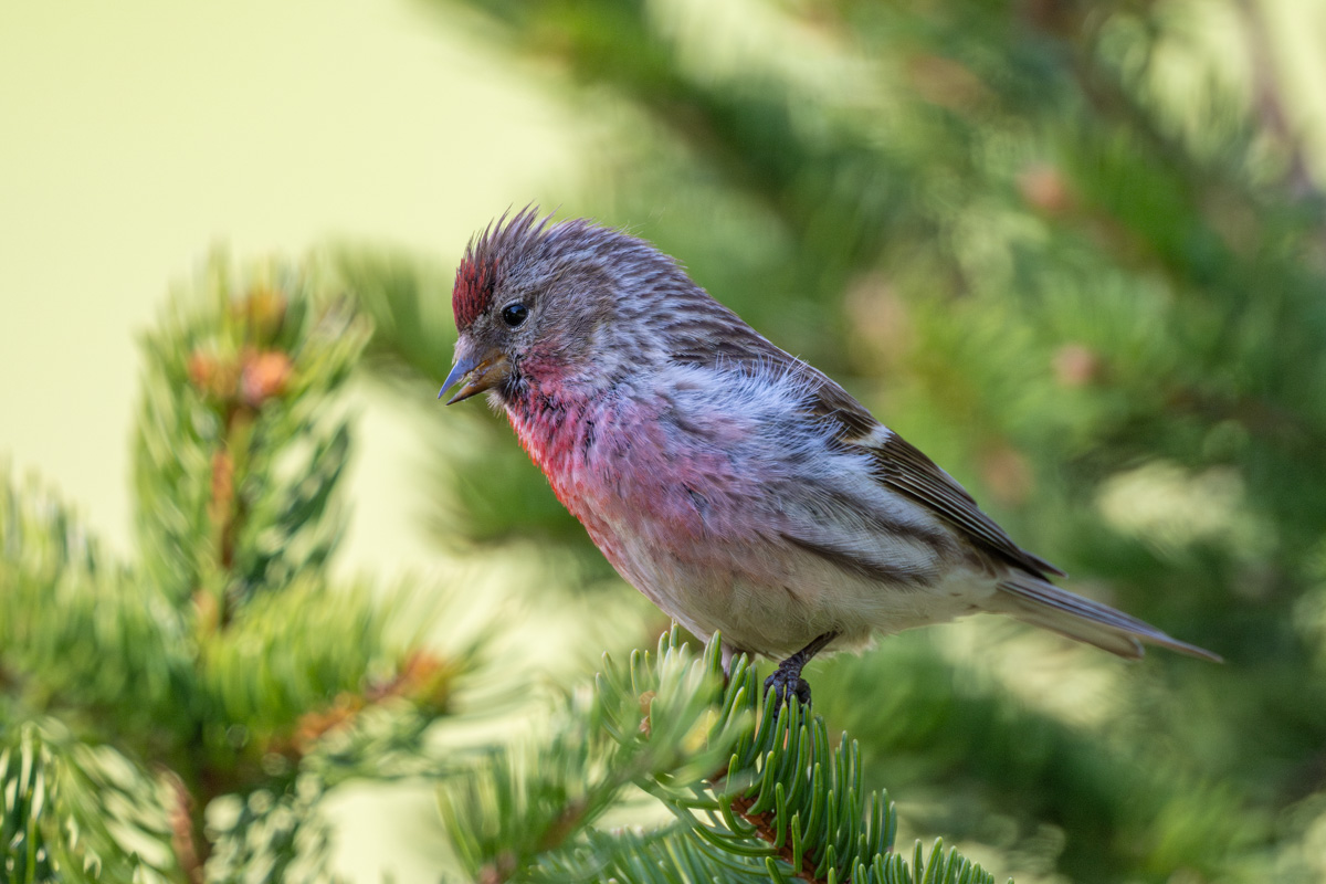 Redpoll