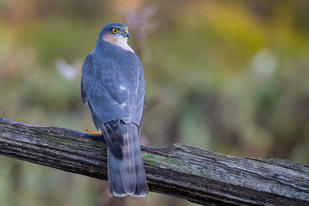 Eurasian Sparrowhawk