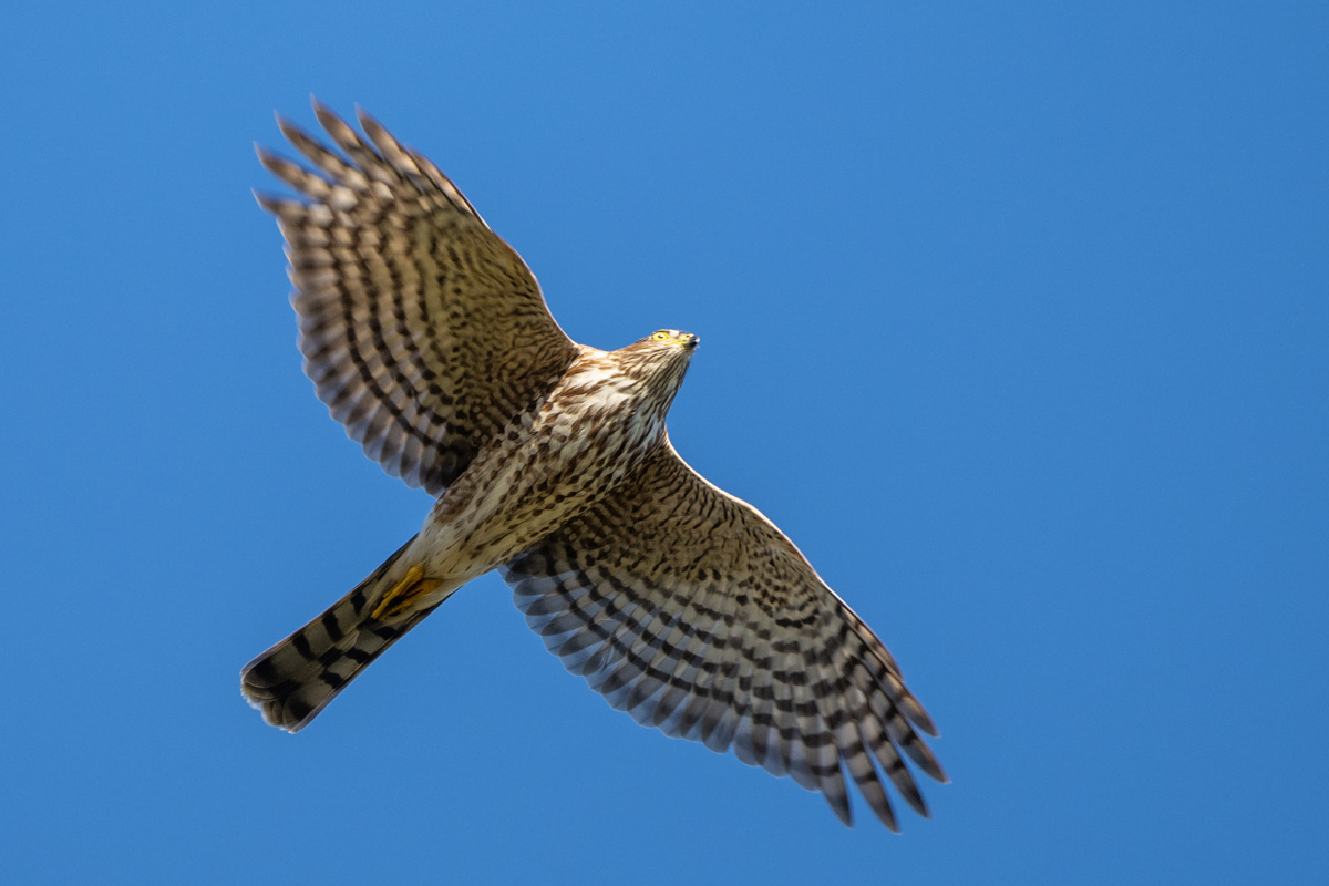 Sharp-shinned Hawk