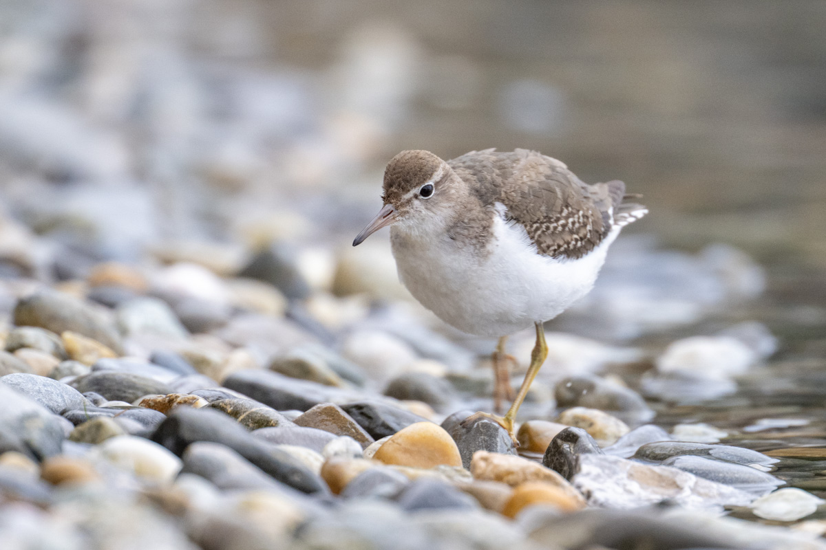 Spotted Sandpiper