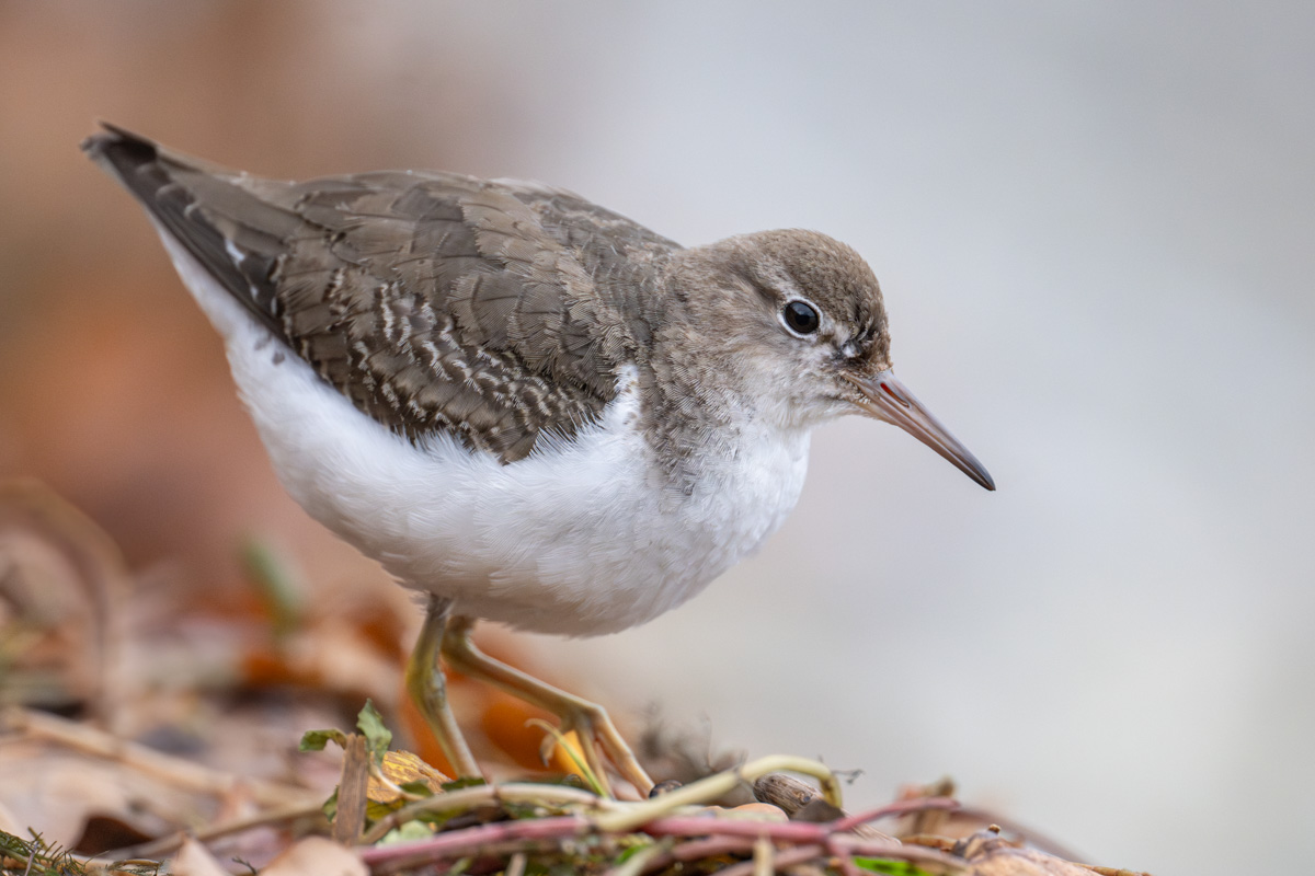 Spotted Sandpiper