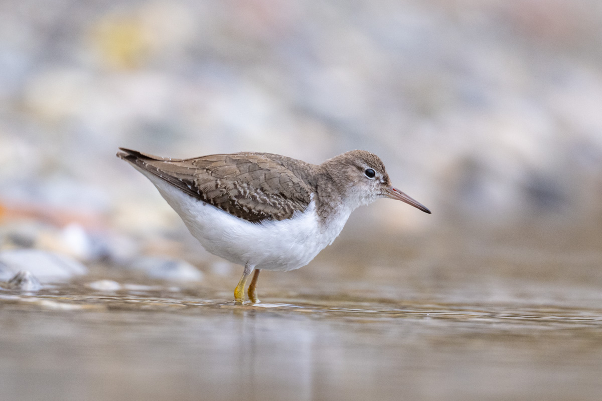 Spotted Sandpiper