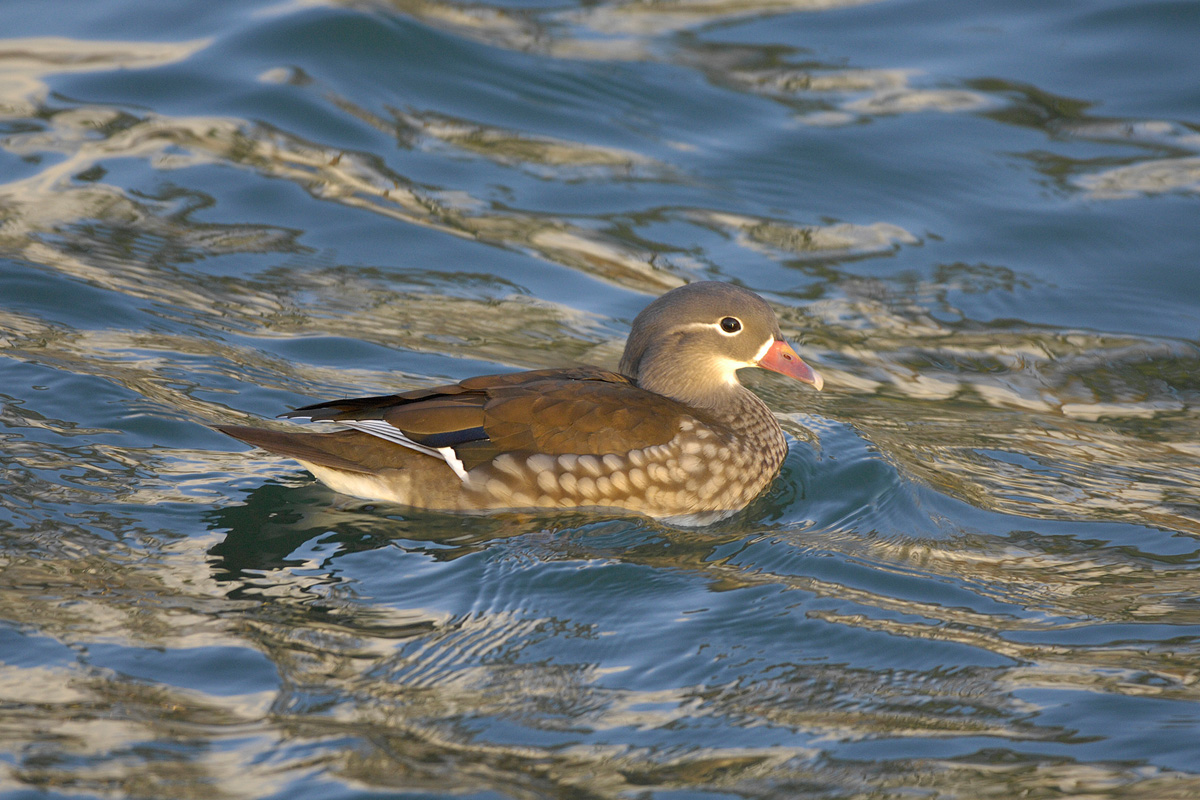 Mandarin Duck