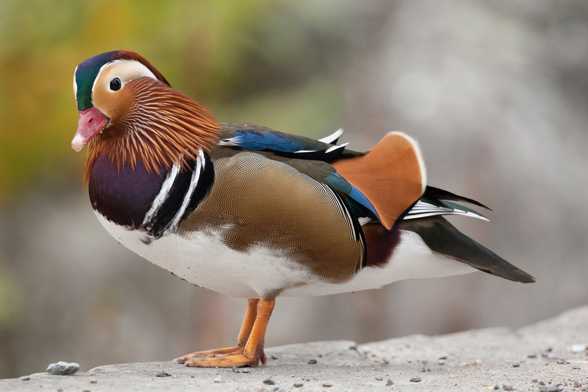 Mandarin Duck