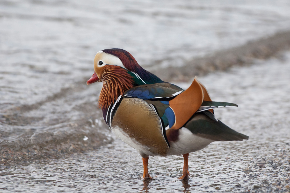 Mandarin Duck