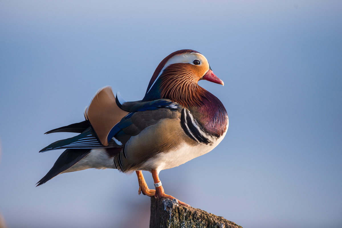 Mandarin Duck