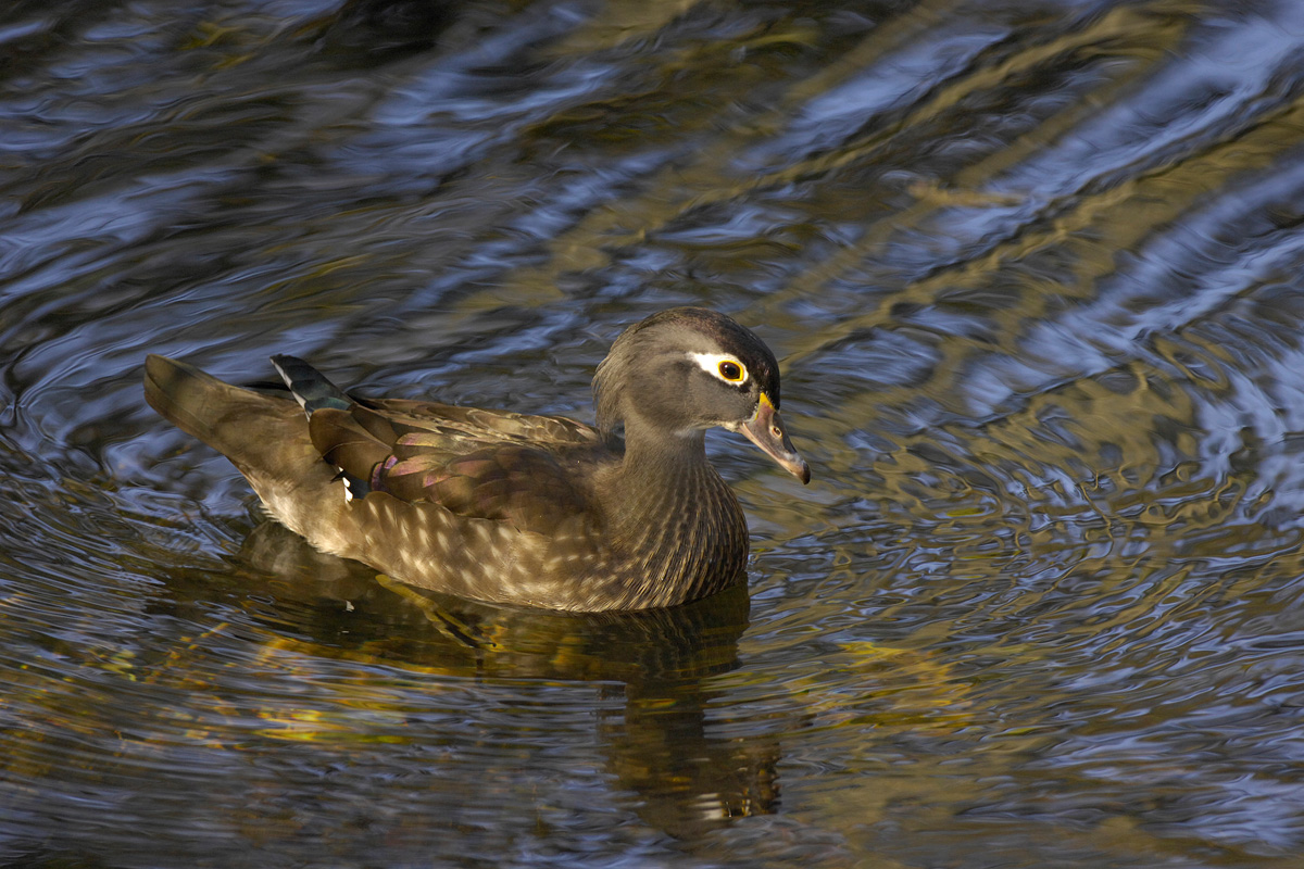 Wood Duck