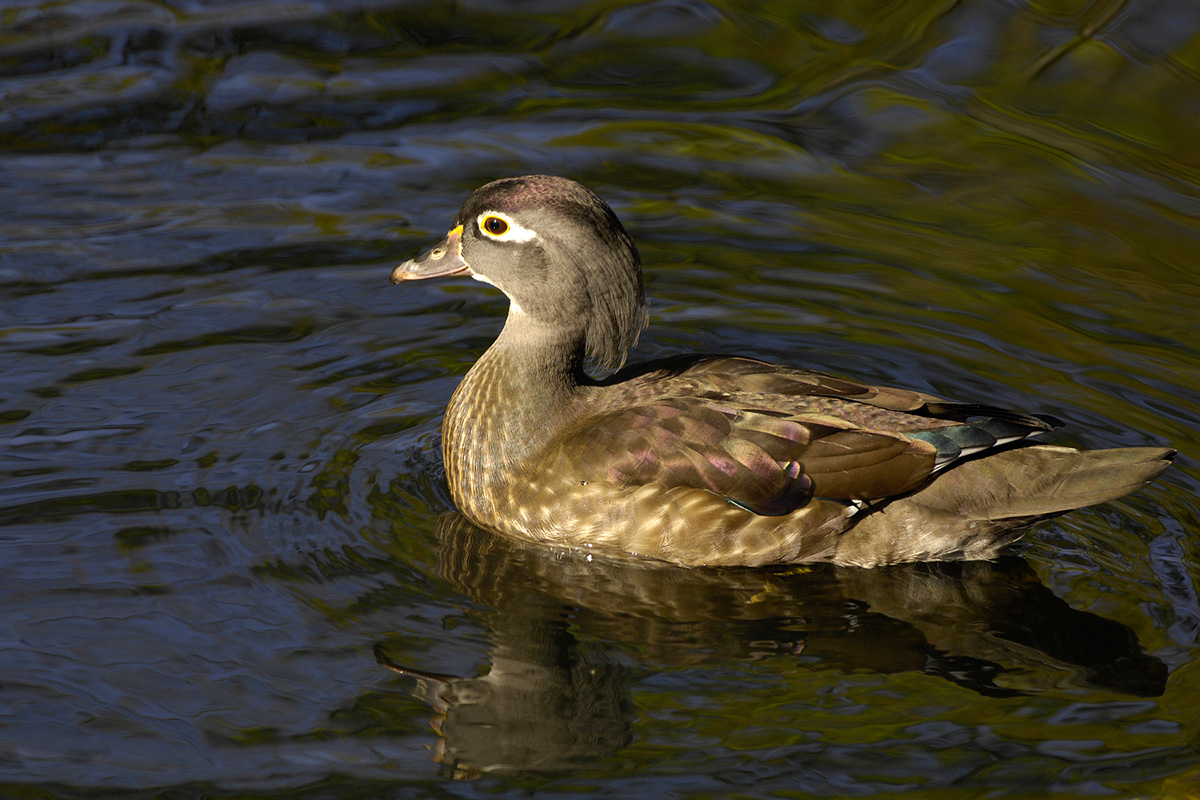 Wood Duck