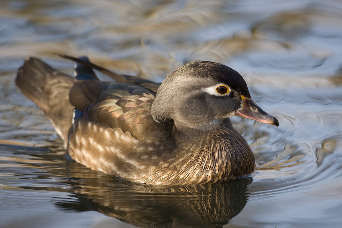 Wood Duck