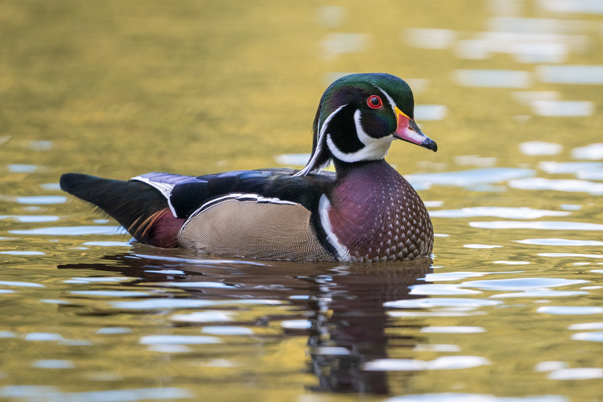 Wood Duck