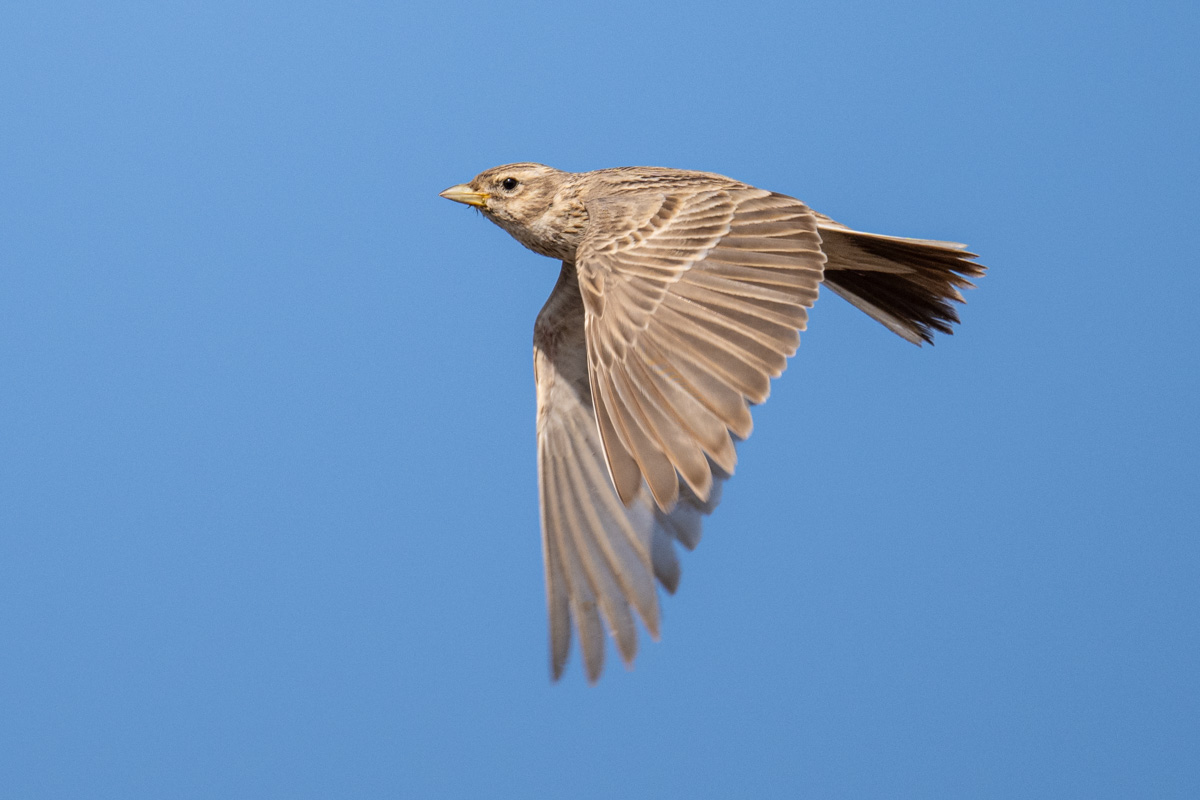 Turkestan Short-toed Lark