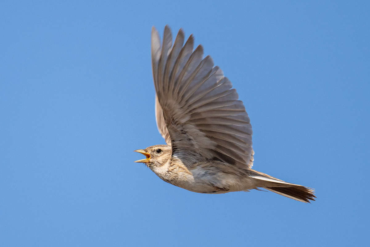 Turkestan Short-toed Lark