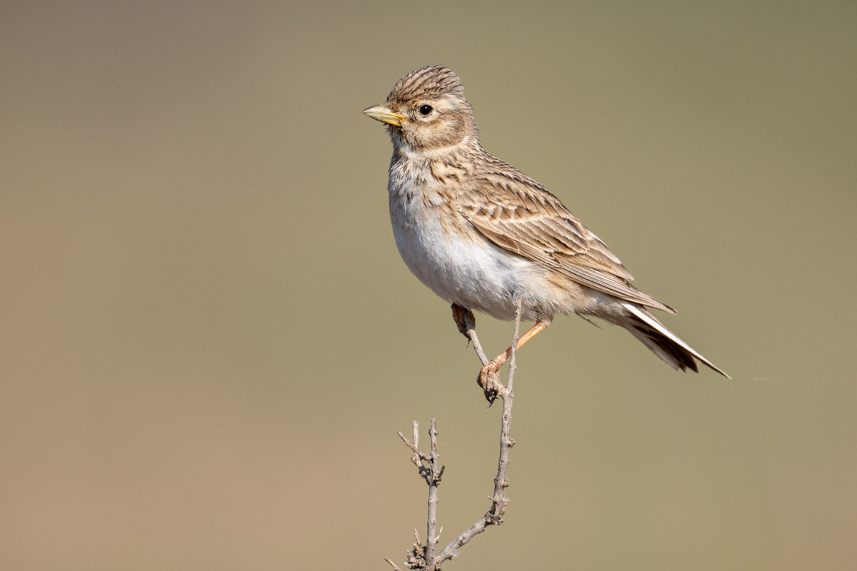 Turkestan Short-toed Lark