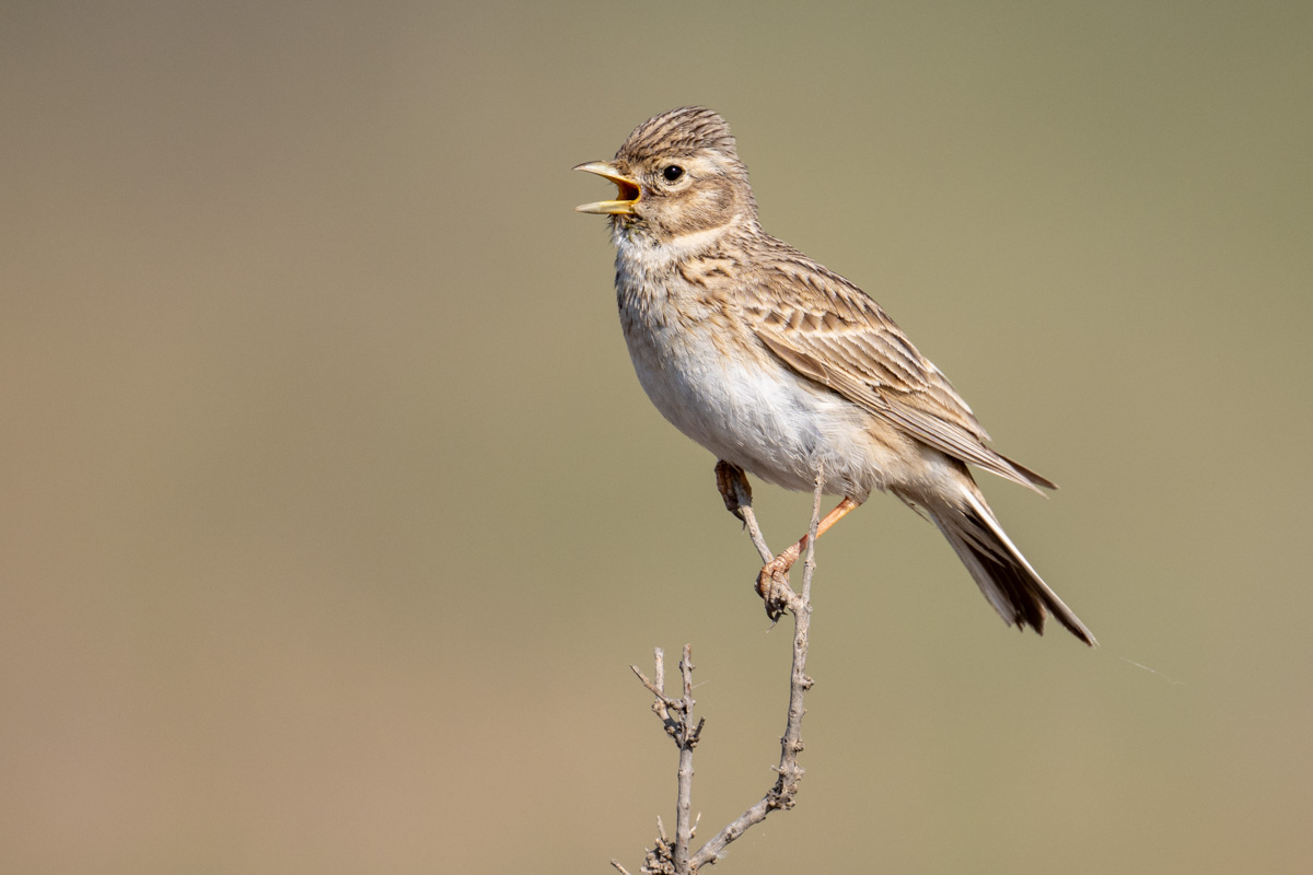 Turkestan Short-toed Lark