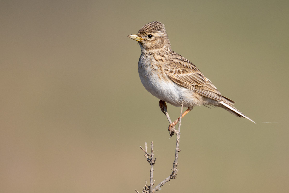 Turkestan Short-toed Lark