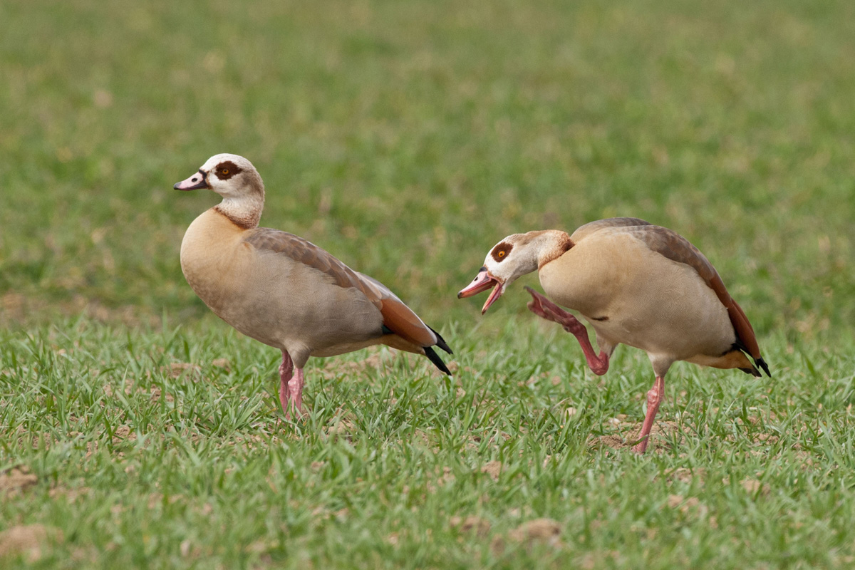 Egyptian Goose