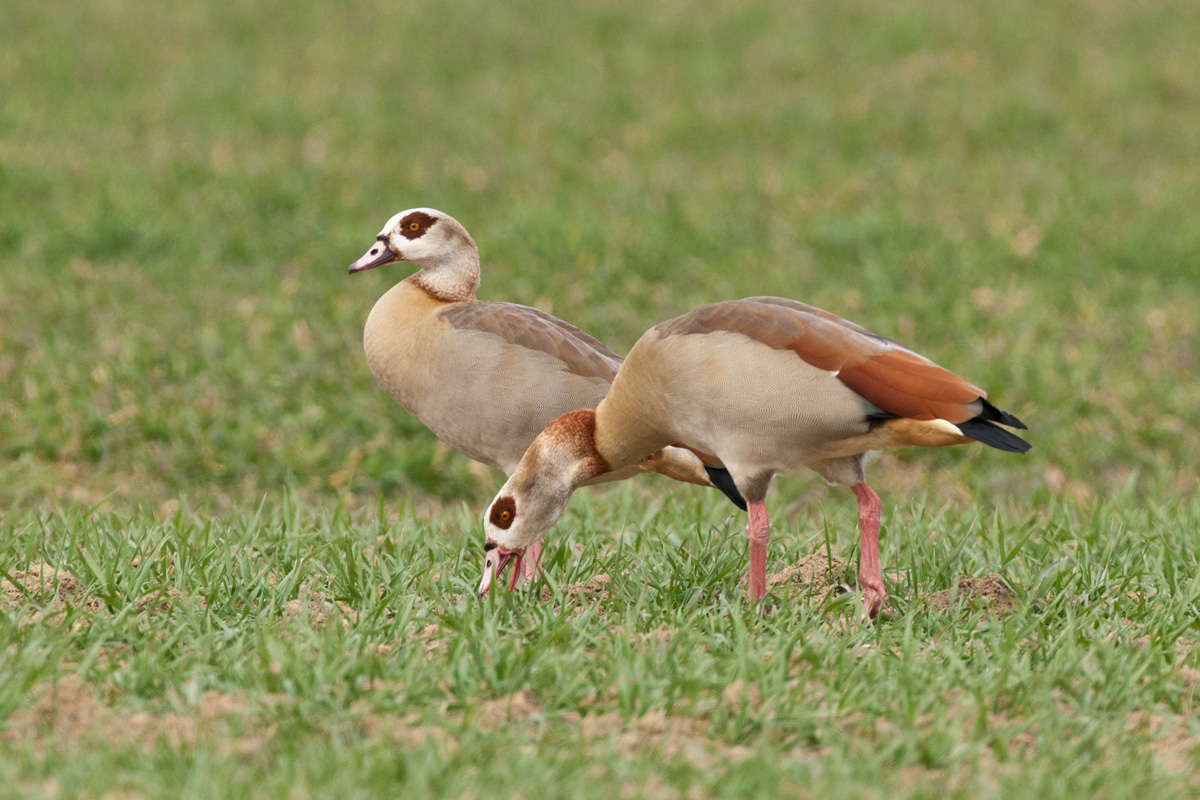 Egyptian Goose