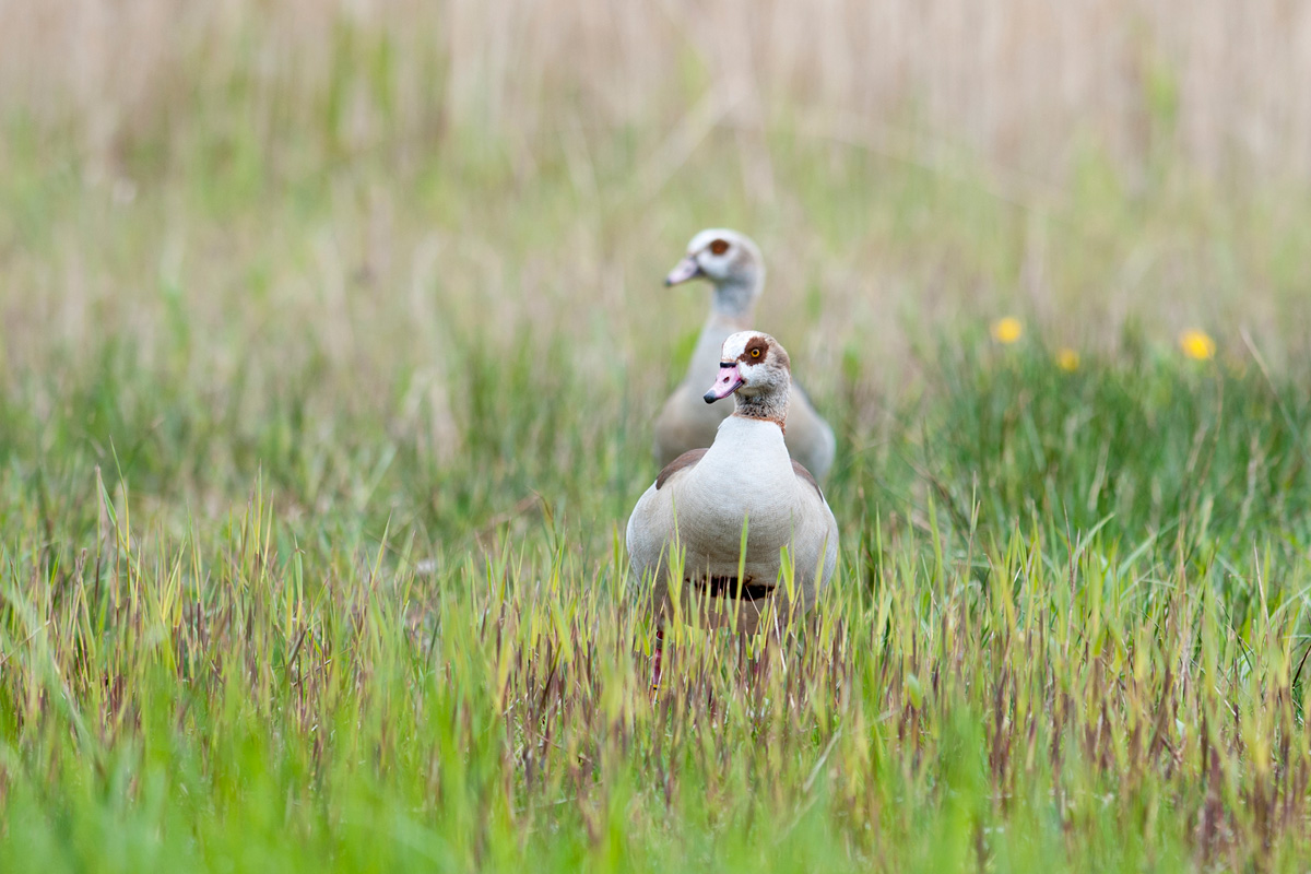 Egyptian Goose