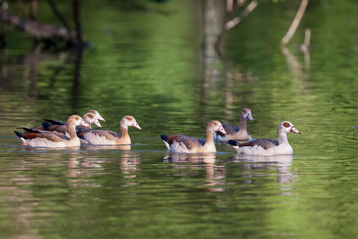 Egyptian Goose