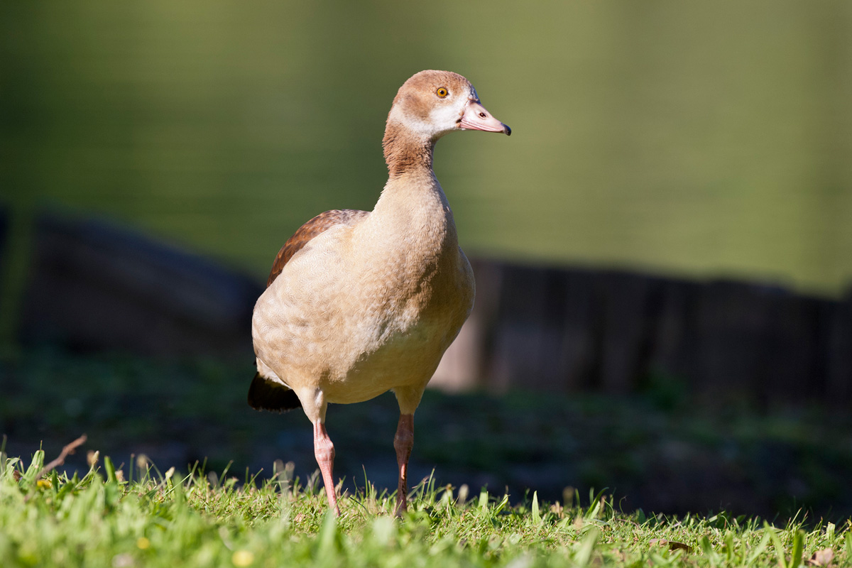 Egyptian Goose