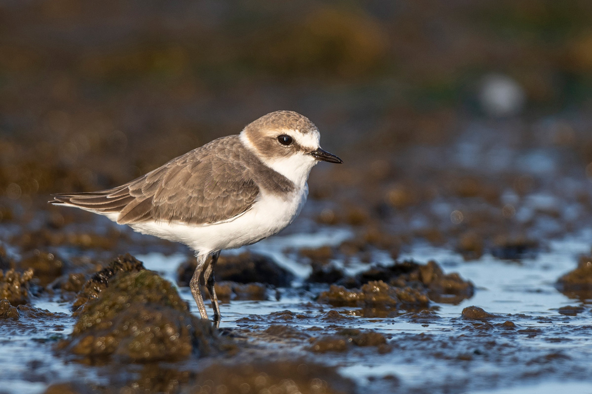 Kentish Plover