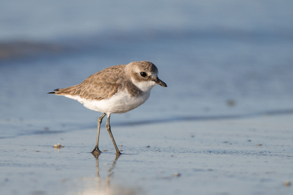 Tibetan Sand Plover