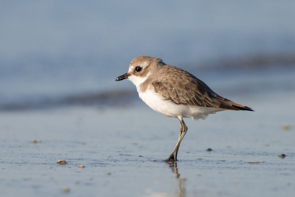 Tibetan Sand Plover