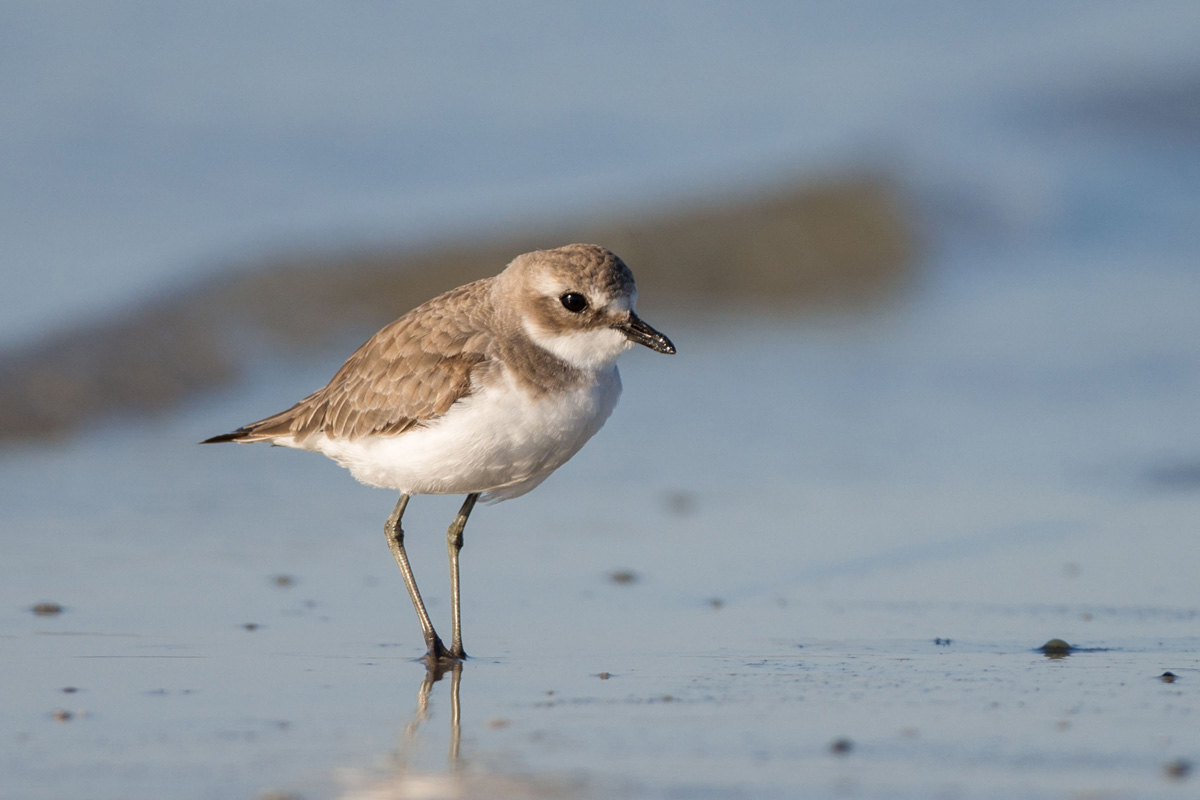 Tibetan Sand Plover