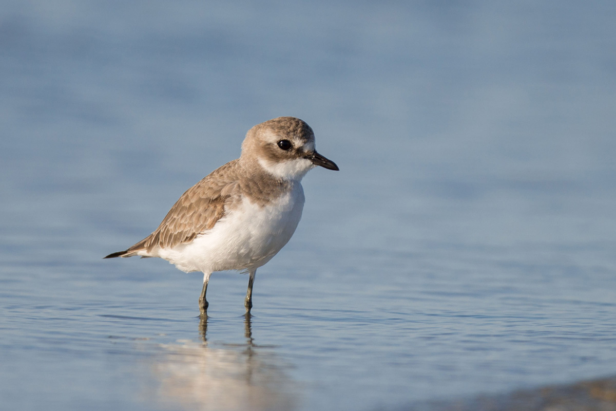 Tibetan Sand Plover